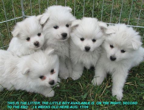 Toy American Eskimo Dog Breeders Canada Wow Blog
