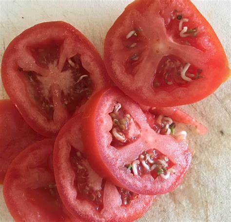Tomato Sprouts Inside The Tomato