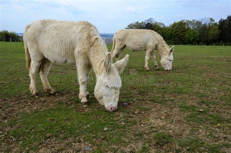 Two White Donkeys Stock Image Image Of Graze Animal 175817583