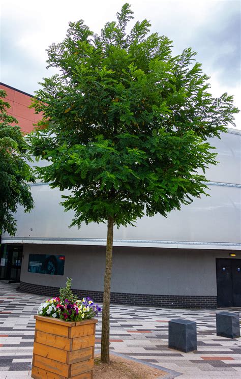 One time when i was searching for firewood near me, i had the good fortune of stumbling across a cord of black locust. Black locust | University of Salford