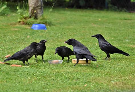 50 Clever Crow Facts About The Worlds Smartest Birds