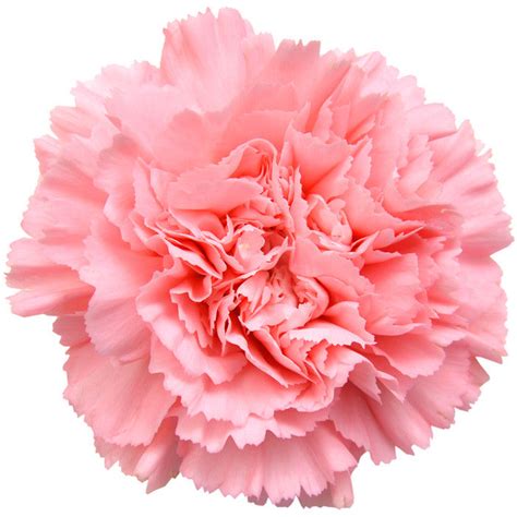 Light Pink Carnations Carnations In Bulk
