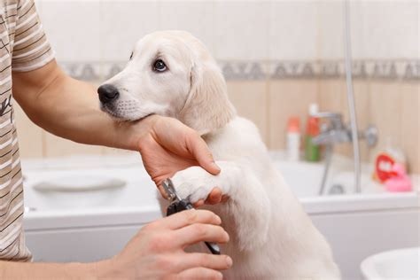 Do Dogs Feel Better After Grooming