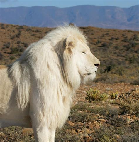 White Lion Occasionally Found In South African Preserves Awesome