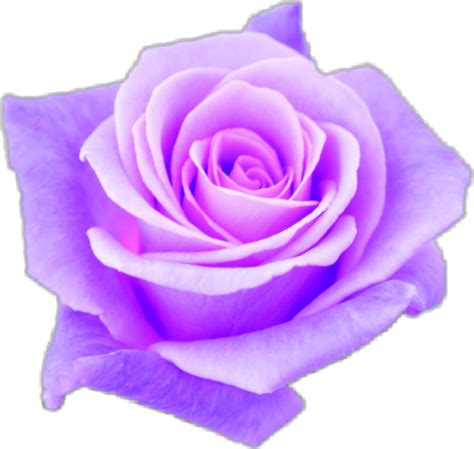 Purple Aesthetic Png Free Logo Image
