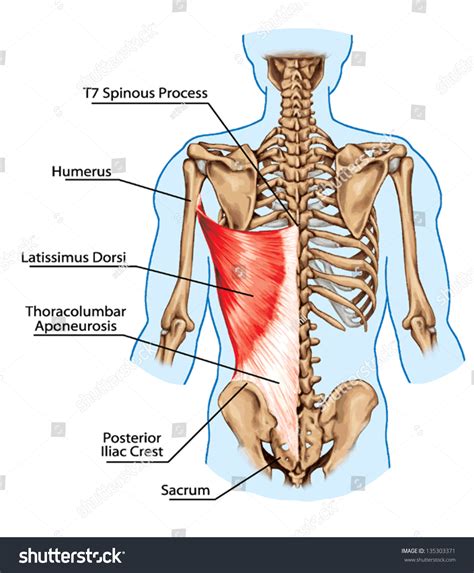Latissimus Dorsi Muscle Didactic Board Anatomy Stok Vektör Telifsiz Shutterstock