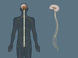 The brain in the cranial subcavity, and the spinal cord in the spinal cavity. Central nervous system | Britannica.com