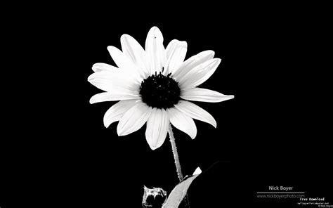 Black And White Flowers Wallpaper 1440x900 51486