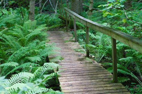 Wooden Bridge On A Hiking Trail Stock Photo Image Of Road Path 57440356