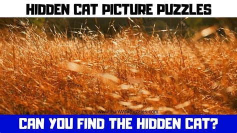 Can You Spot Hidden Cats Youtube