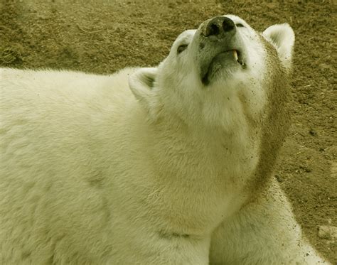 Anoki Polar Bear Maryland Zoo Andrew King Flickr