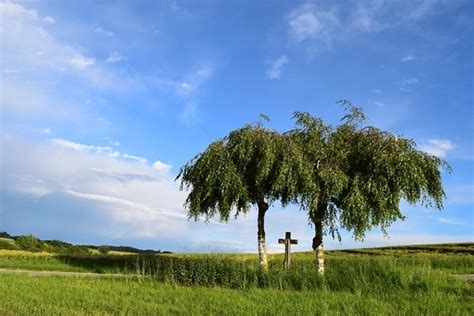 Free Picture Landscape Field Tree Grass Blue Sky Meadow Summer