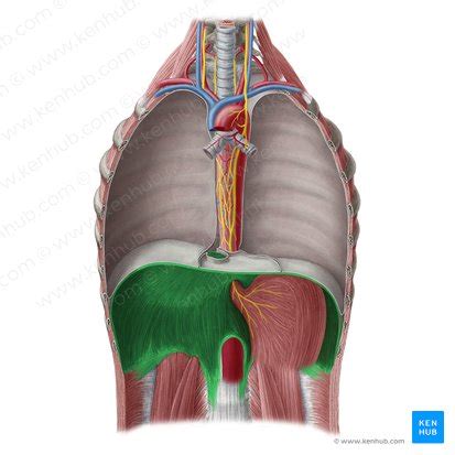 Anatomia Del Diafragma My Xxx Hot Girl