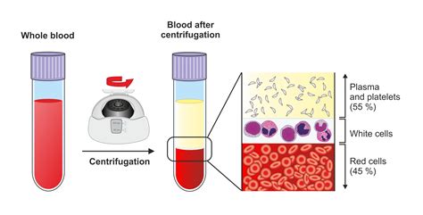 Peripheral Blood Processing Discover The Universe Within A Blood Tube