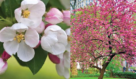 Spring Flowering Trees Mahoneys Garden Center