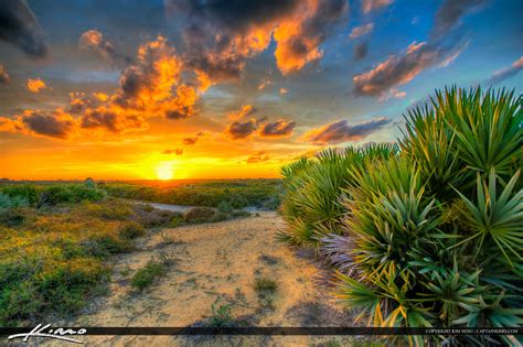 Palmetto Palm Juno Beach Dunes Sunset Florida Hdr Photography By