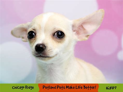 Chihuahua Dog Female Cream 3445733 Petland Pets And Puppies Chicago Illinois