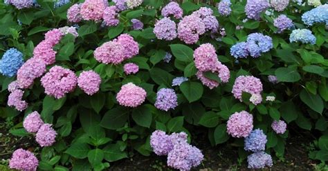 Penny Mac Hydrangea For Sale Online Shrubs And Trees Depot