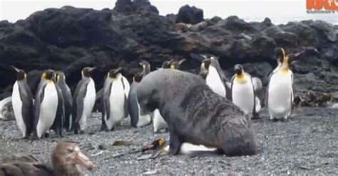 Scientists Capture Rare Footage Of Seals Forcefully Trying To Have Sex