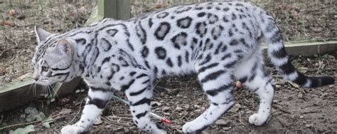 House Cat That Looks Like A Snow Leopard Nittobintang25