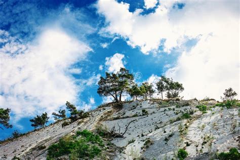 Pine Trees Grow On Rocks Against The Sky Stock Image Image Of