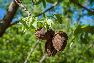 Nuts For Zone How To Grow Nut Trees In Zone Landscapes