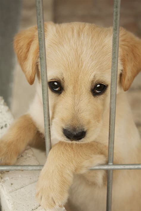 Win $500.00 all for pets gift certificates. Give a Shelter Pet a Home | Things to Do Before You Die ...