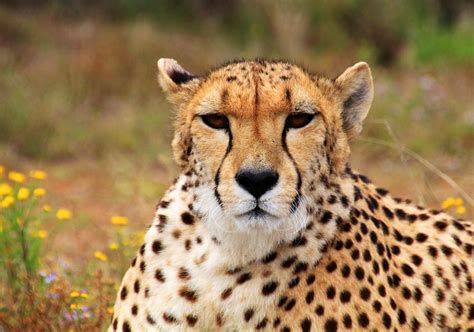Symbolic Cheetah Characteristics on Whats-Your-Sign.com