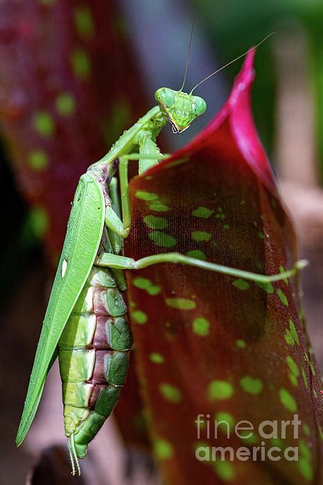 Pregnant Giant Asian Praying Mantis Climbing Over A Bromeliad Leaf Hand