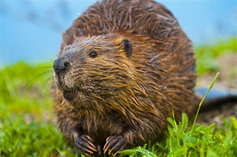 Animal Symbolism Beaver On Whats Your
