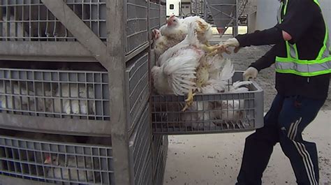 Five Canadian Farm Workers Fired After Horrific Video Shows Chickens