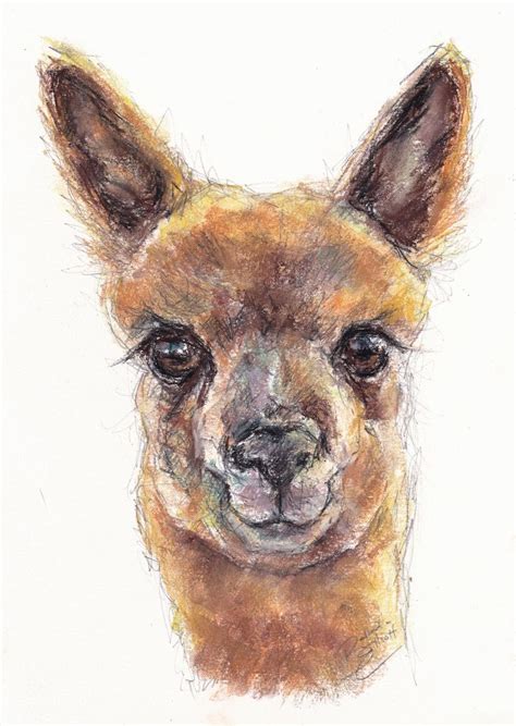 Original Artwork A4 Drawing Of An Alpaca By Animal Artist Etsy