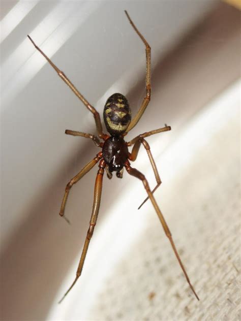 Cupboard Spider Photo