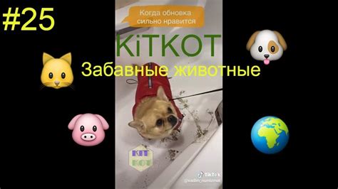 #25 Приколы в соцсетях/ Забавные животные, Jokes in Social Networks #25 ...