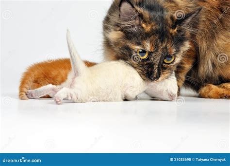 Mother Cat Carrying Newborn Kitten Royalty Free Stock Photos Image