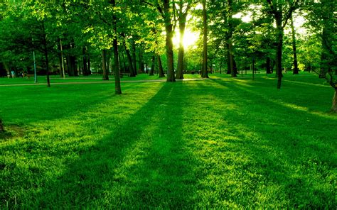 Online Crop Green Forest And Grass Field Under Sunny Sky Hd Wallpaper
