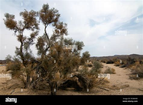 Smoke Tree Growing In The Wash Hi Res Stock Photography And Images Alamy