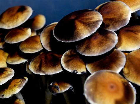 What Do Psychedelic Mushrooms Look Like All Mushroom Info