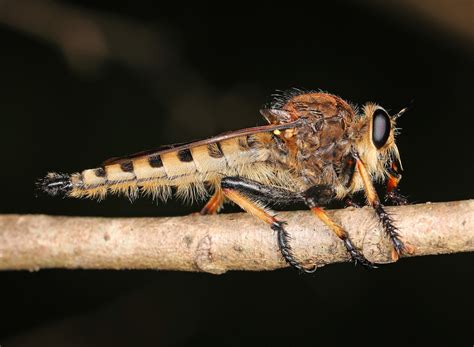 Red Footed Cannibal Fly Eagleton College And Career Academy