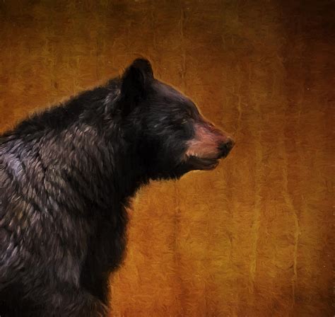 Black Bear Portrait Painterly Photograph By Clare Vanderveen Fine Art