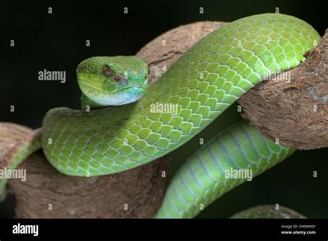 White Lipped Island Pit Viper On The Tree Branch Stock Photo Alamy