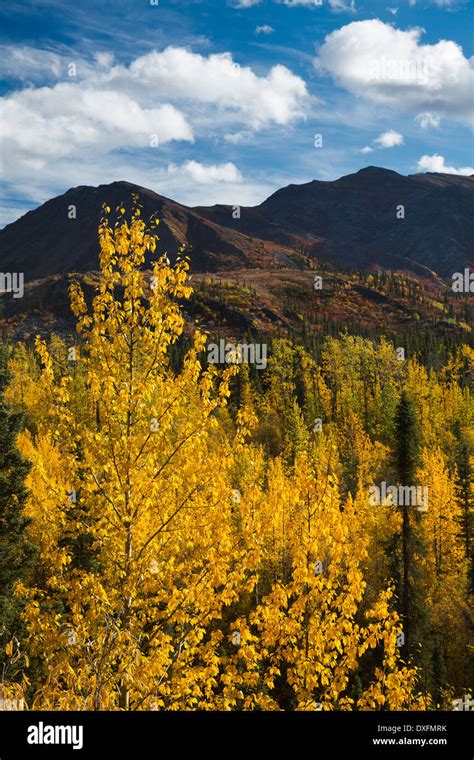 Autumn Colours Fringing The Dempster Highway Yukon Territories Canada