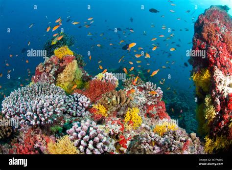 Coral Reef Scenic With Fish Maldives Indian Ocean Stock Photo Alamy