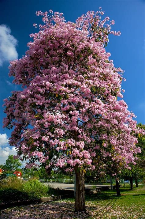 Photo Of Tecoma Tree Jardinería Naturaleza Flores
