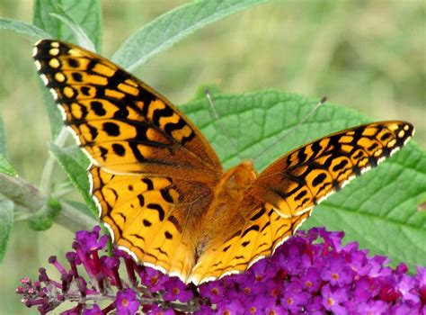 Great Spangled Fritillary Butterfly 2 Photograph By Lynne Miller Fine
