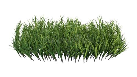 3d Rendering Patch Of Grass On White Stock Illustration Illustration