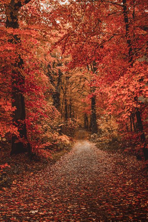 Download Wallpaper 3353x5030 Autumn Forest Path Foliage