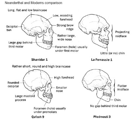 The Neanderthal Les Eyzies De Tayac