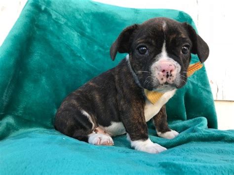 Breeds include poodle, labrador, staffordshire bull terrier and more. English Bulldog-French Bulldog Mix puppy for sale in ...
