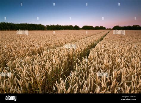 Wheat Crop Growing In Fields In Summertime Stock Photo Alamy